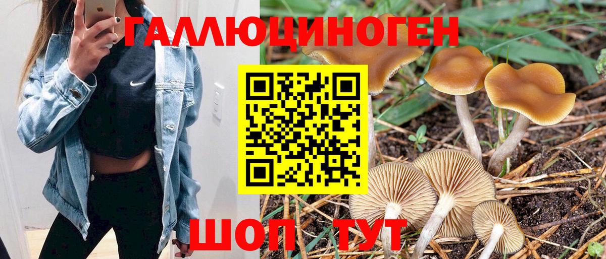 Псилоцибиновые грибы мицелий  Псилоцибиновые грибы Psilocybe  Бор 